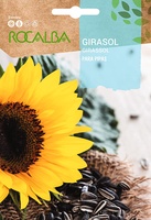 Semilla Girasol para Pipas