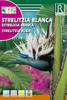 Semilla Strelitzia blanca