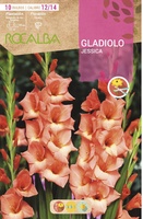 Bulbo Gladiolos 12/14 Jessica Salmon