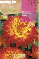 Bulbo Dalia Procyon Rojo y Amarillo