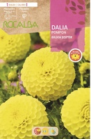 Bulbo Dalia Pompon Golden Scepter Amarillo