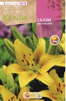 Bulbo Liliums 16/18 Dreamland Amarillo Puntos Rojos Bulbo Liliums 16/18 Dreamland Amarillo Puntos Rojos