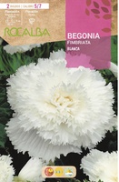 Bulbo Begonia Fimbriata Blanco