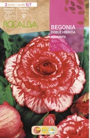 Bulbo Begonia Doble Marmorata Blanco Jaspeado Rojo