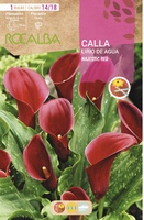 Bulbo Callas 14/18 Majestic Red Rojo