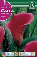 Bulbo Calla 14/18 Rehmanii Rosa