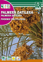 Semilla Palmera Datilera