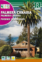 Semilla Palmera Canaria - Phoenix Canariensis-