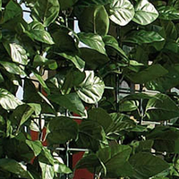 Seto Artificial Hedra 1*3 m