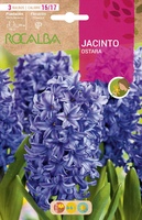 Bulbos Jacinto Variedad Ostara Azul Celeste