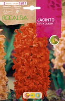 Bulbos Jacinto Variedad Gipsy Queen Naranja