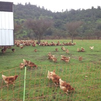 Malla Electrificada para Gallinas 50 metros