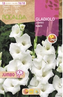 Bulbos Gladiolos Jumbo Blanco