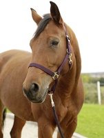 Cabezada Caballo Nylon Berenjena Talla Shetty 0