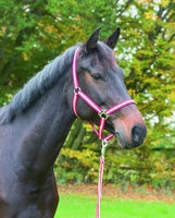 Cabezada Caballo Nylon Burdeos/Beige Talla Pony 1