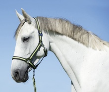 Cabezada Caballo Nylon Antracita/Lima Full 3