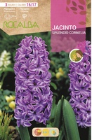 Bulbos Jacinto Variedad Splendid Cornelia - Purpura