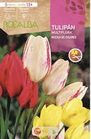 Tulipan Multiflora - Mezcla de colores