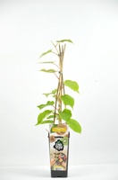 Arbol Frutal Kiwi Macho Atlas