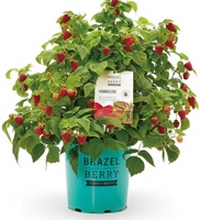 Planta Frambuesa Brazelberry Shortcake Maceta 3 Litros