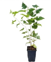 Planta Frambuesa Morada Maceta 1 Litro