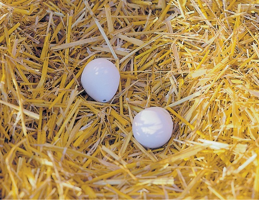 Huevo Falso Madera Gallinas