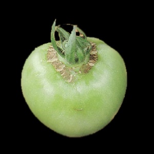 Corrector Nutrisol de Boro 250 Cc