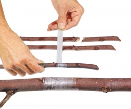 Cinta Injertar Buddy Tape 60 metros