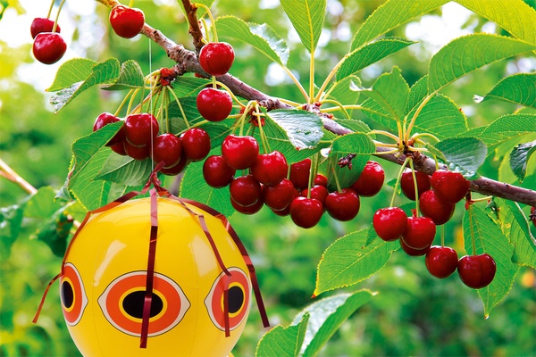 Espantapajaros de Balon Amarillo