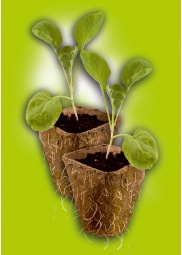 Set 12 Uds Semillero Fibra Turba Biodegradables 12 Huecos 