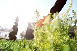 Tijera Poda Carraca 17 cm