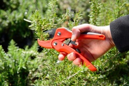 Tijera Poda Carraca 17 cm