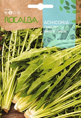 Semilla Achicoria Barbe de Capucin