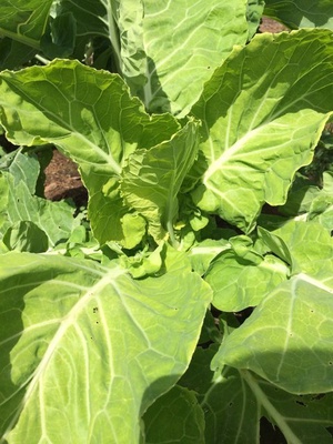 Semilla Berza Amarilla de Asturias 5 Gr