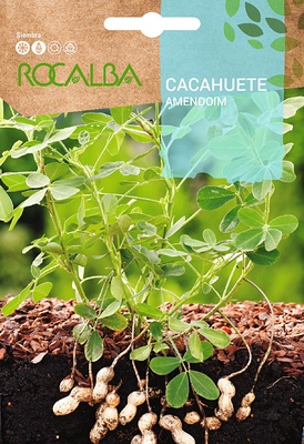 Semilla Cacahuete
