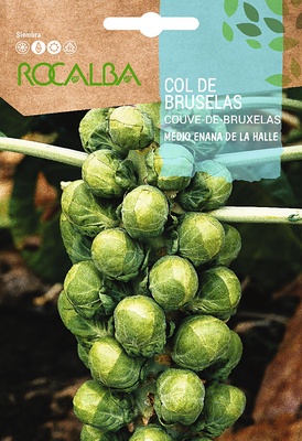 Semilla Col de Bruselas m. Enana de la Halle Semilla Col de Bruselas m. Enana de la Halle
