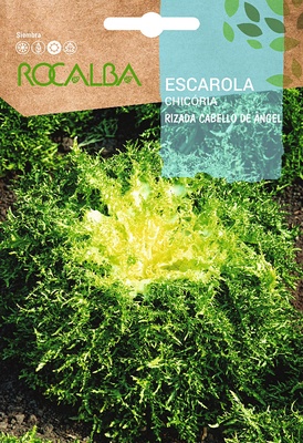 Semilla Escarola Rizada Cabello de Angel