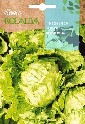 Semilla Lechuga Batavia Rubia