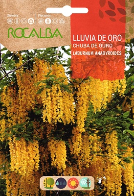 Semilla Lluvia de Oro -laburnum Anagyroides- Semilla Lluvia de Oro -laburnum Anagyroides-