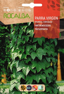 Semilla Parra Virgen -parthenocisus Tricuspidata Semilla Parra Virgen -parthenocisus Tricuspidata