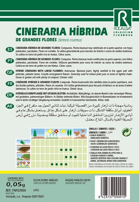 Semilla Cineraria Hibrida de Grandes Flores