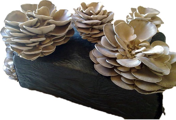 Kit cultivo Fardo Setas Pleurotus Ostreatus Kit cultivo Fardo Setas Pleurotus Ostreatus
