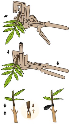 Maquina Injertar Profesional Top