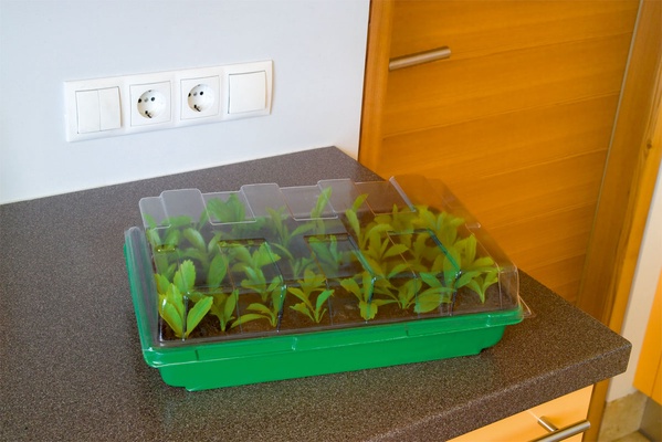 Bandeja Mini Invernadero con 40 Macetas