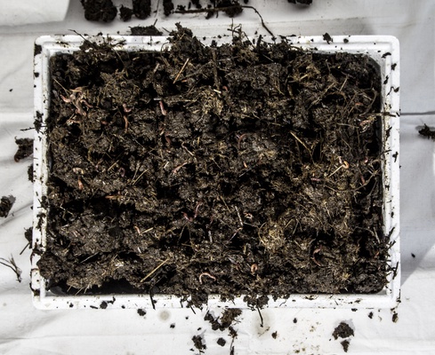 Kit Lombrices Roja de California 2000 Unidades