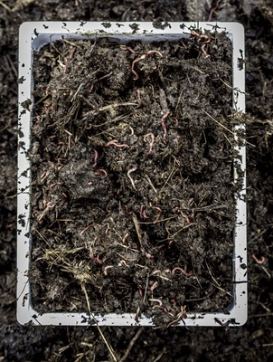 Kit Lombrices Roja de California 2000 Unidades