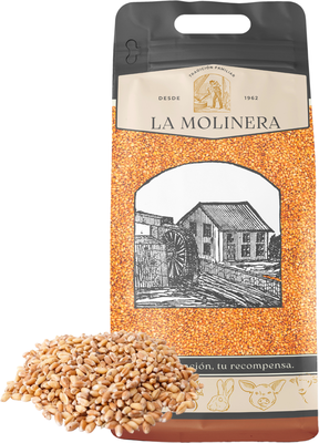 Trigo en Grano 10 kg