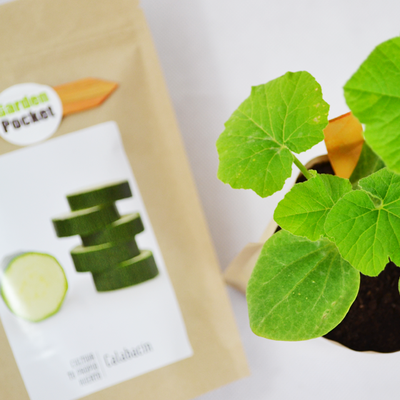 kit Huerto Pocket Calabacin