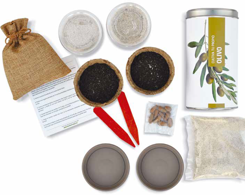 Kit Cultiva Tu Propio Olivo