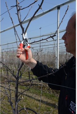 Tijeras de Poda Felco No. 7